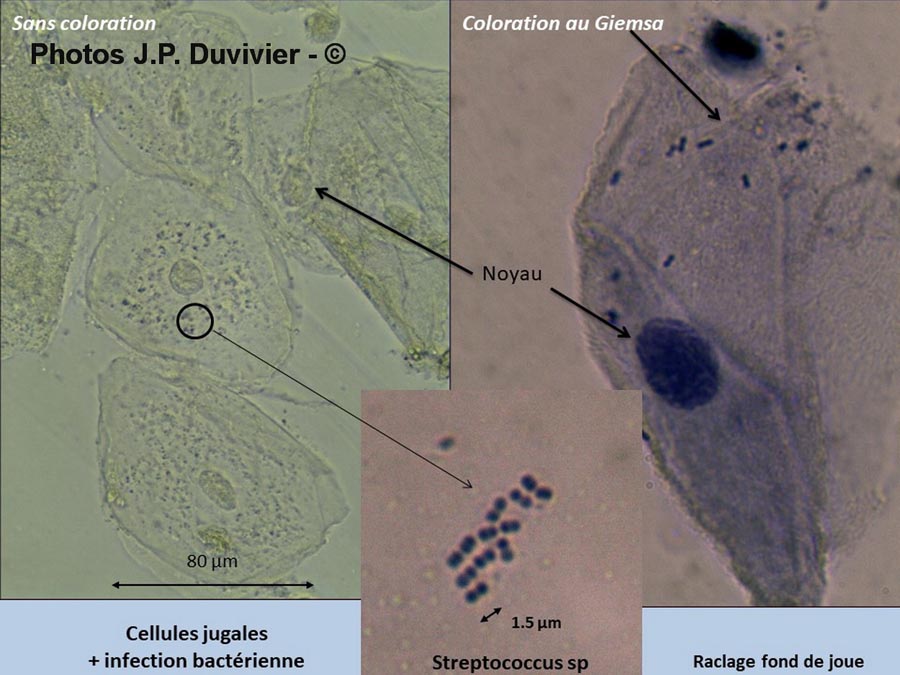 Cellules jugales ( JP. Duvivier)